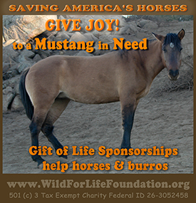 Give Joy to a Horse in need
